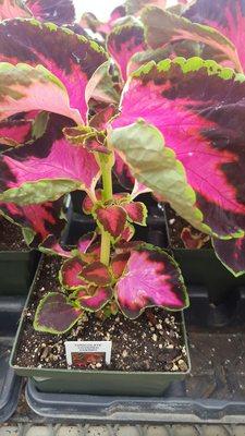 New coleus!