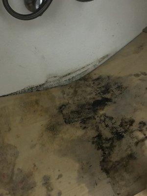 Mold under sink in bathroom and kitchen