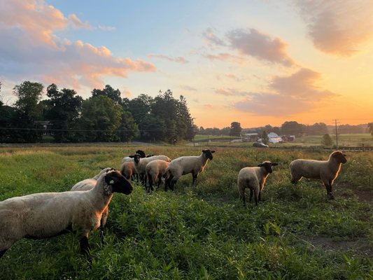 Wormuth Farm