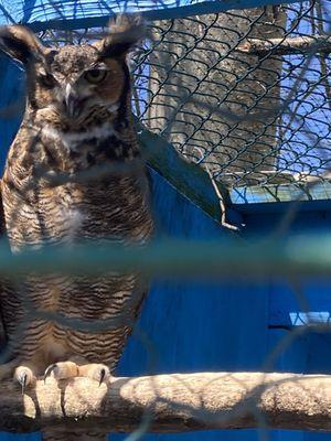 Great horned owl