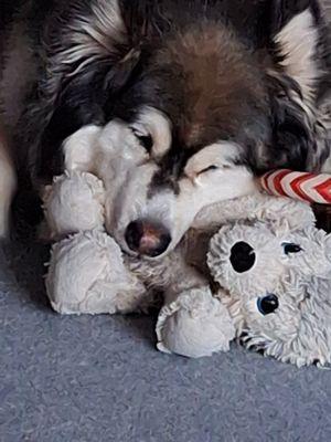 Husky with his husky.