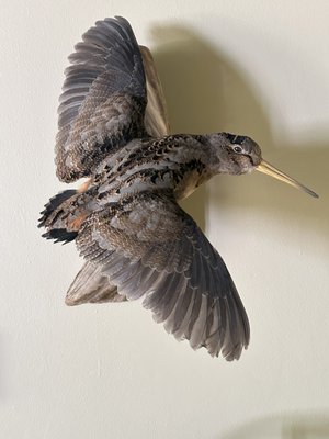 Woodcock mount by Northeast Taxidermy