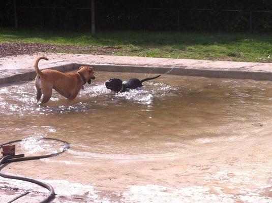 The dog pool!