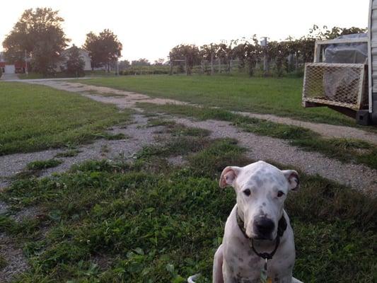 Zeke approves of the Cedar Valley vineyards.