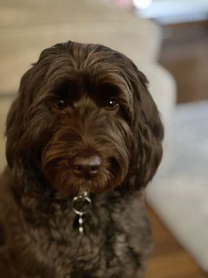 Sparrow, Therapy Dog in Training