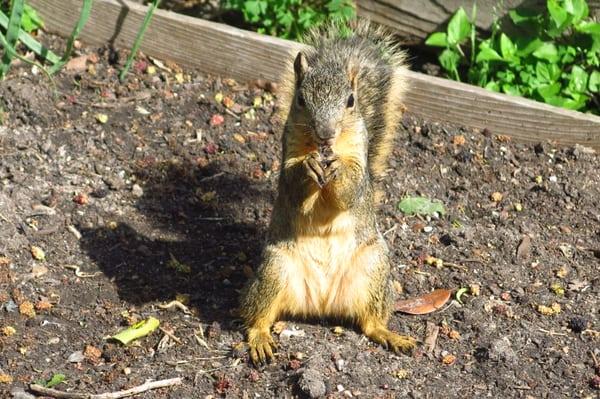 A scared squirrel