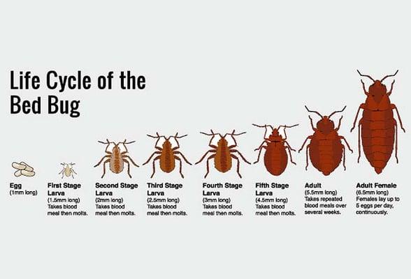 Learn about the life cycle of a bed bug