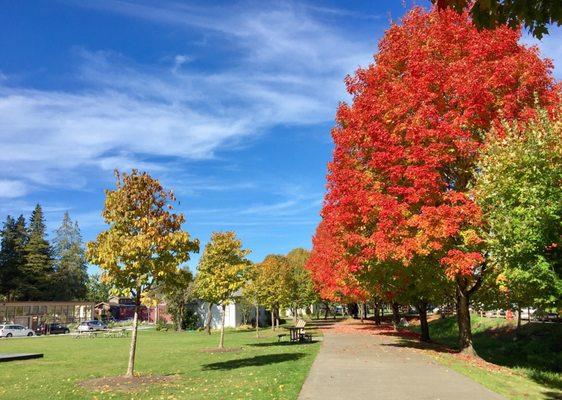 Nice fall color