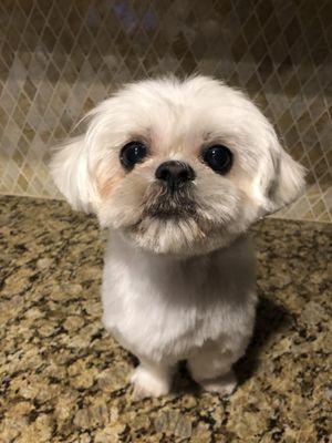 Mowgli, a shihtsu, has been a client since he was a puppy. Love him to pieces!