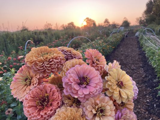 Specialty zinnias in our Annual Field.