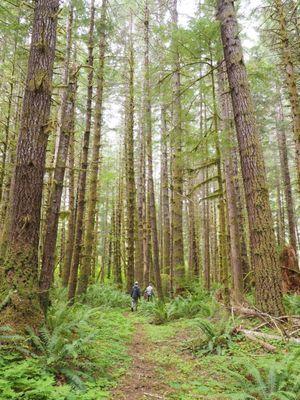 A beautiful short hike to the Sol Duc River