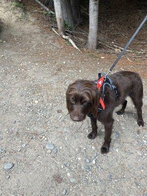 Kleo as the princess show dog after visit to Kitsap Pet Grooming