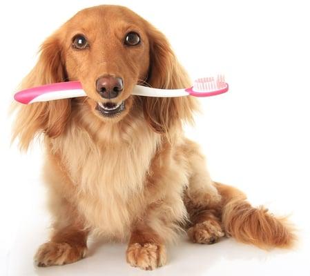 Tooth Brushing - $15