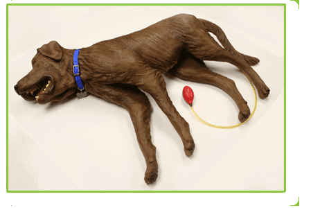 CPR Canine Training Manikin   (Item #2002)