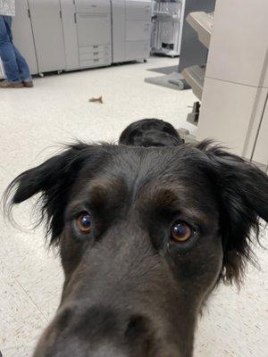 Office pets are the best.