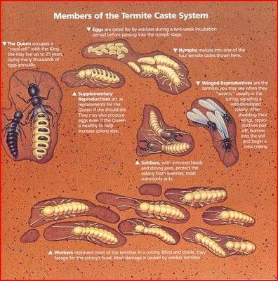 west covina termite estimates