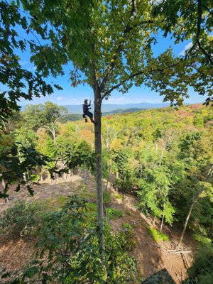 Smitty's Tree service