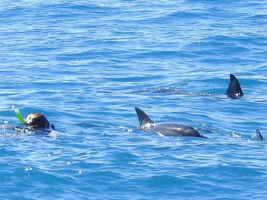 Swimming with wild dolphins. They are very friendly!