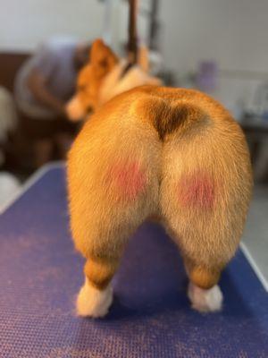 Corgi Heart Butt with Opawz color