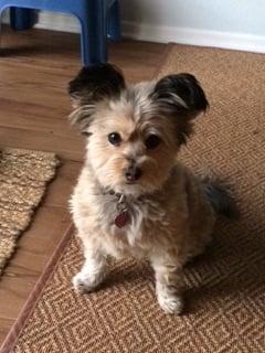 Waiting for her treat after her walk.  I just love her ears.