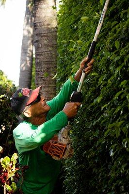 Tree services and trimming , call us for a Free estimate.