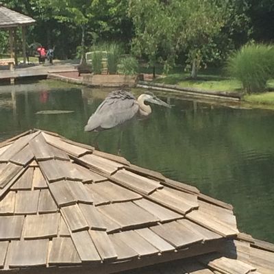 Egret on our Gazebo