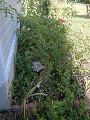 Have a lot of weeds? No worries we'll be happy to pull them out!