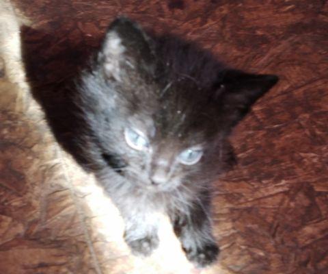 This is the last of my kittens to post but they need a home asap my daughter allgect