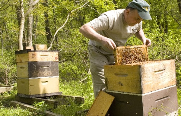 Herman's Honeycomb