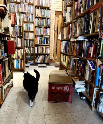 Books & Cats