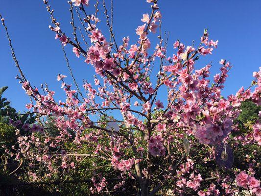 Peach tree spring blooms; fruit to follow. Let me design your landscape now for Summer enjoyment. Zscapedesigns.com