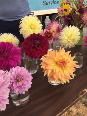 Dahlias at Jenny's Flowers.