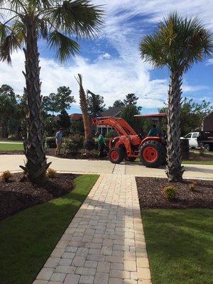 Palm trees installed in Plantation Lakes