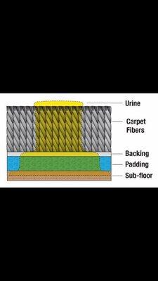 How urine penetrates carpet fibers into backing and sub floor.