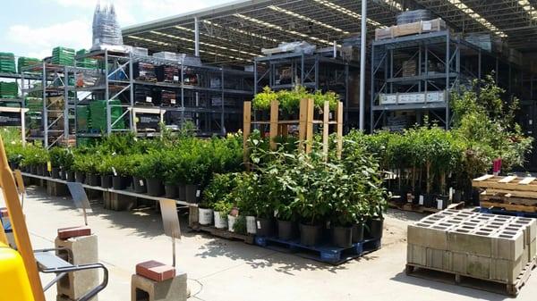 Lots of selection in the garden center (still in July!!)