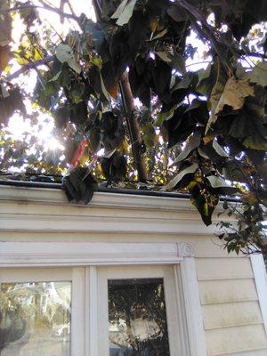 Thirty feet of tree branch landed on our house on our way out. Thankfully Be Green Landscape & Tree removed it.