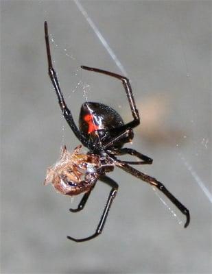 Black Widow