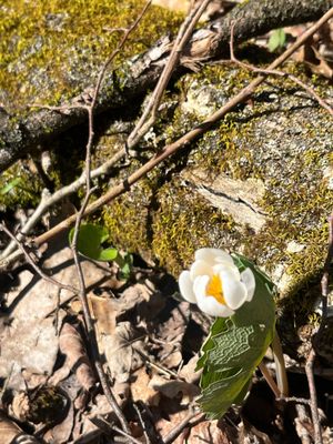 Hollyhock Hollow Sanctuary