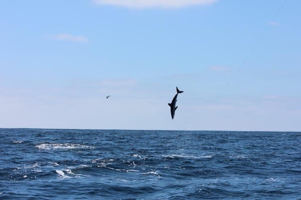 California Shark Fishing