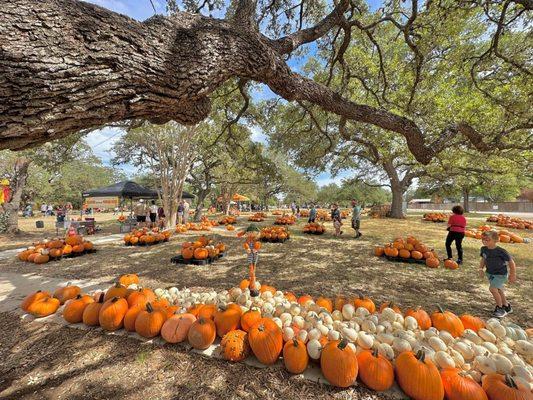 The pumpkins on our lawn!