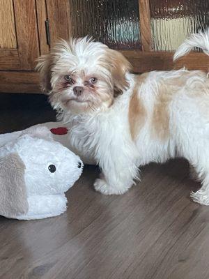 Leo playing with his sleep buddy