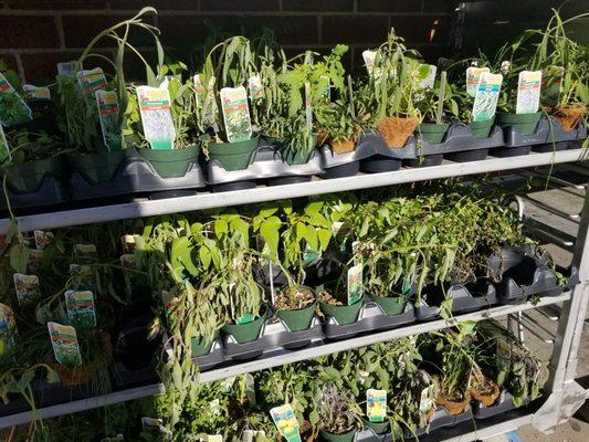 Drooping plants for sale.