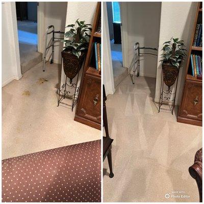 Pet stain removal