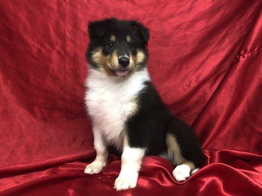 Palmhaven Collie puppy