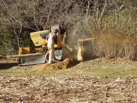 Just Stumps & Clean Cut Landscape