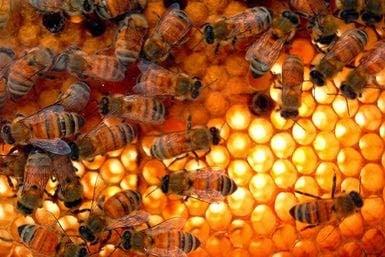 Beehives & Bee Swarm Removal Services