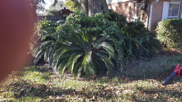 Sago Palm area around a big Oak. "Catclaw" vines were killing them.