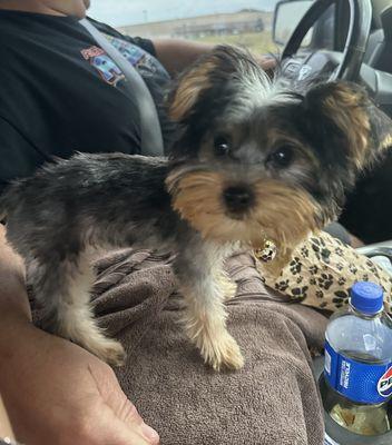 Front side view of my puppy after grooming!