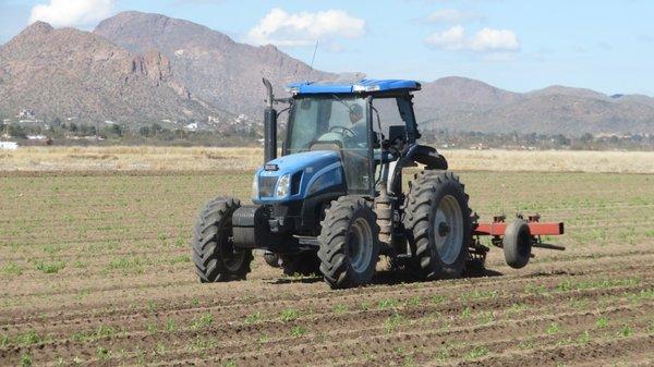 San Xavier Co-op Farm