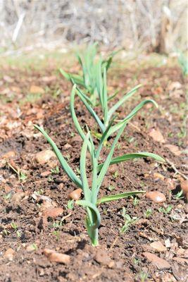 Our garlic crop.